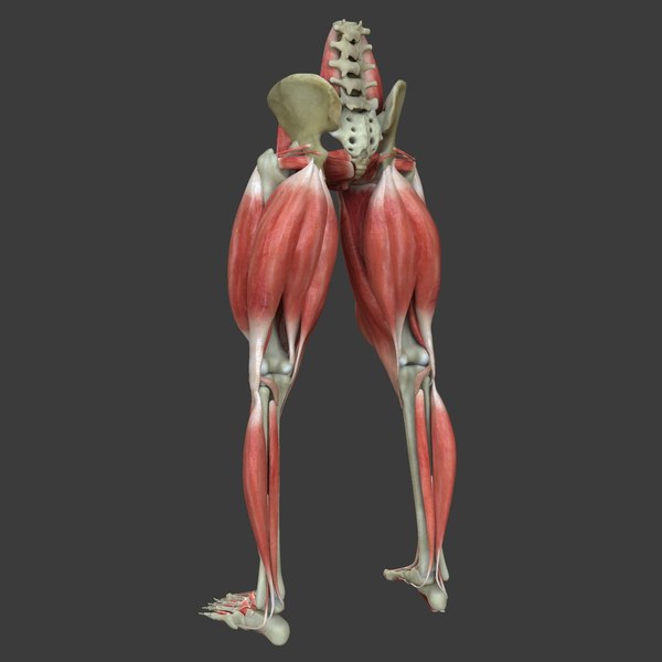 maya muscle leg medical edition