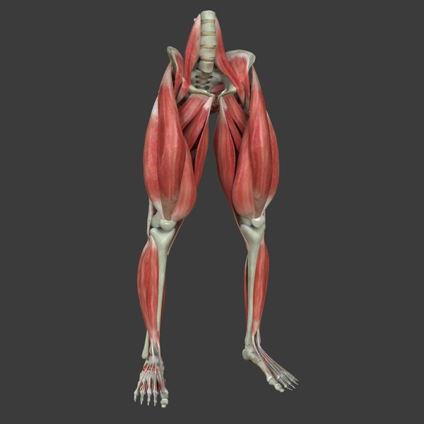 maya muscle leg medical edition