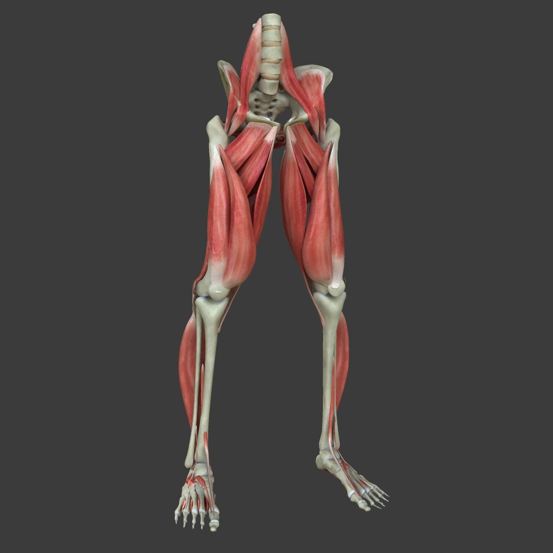 Maya Muscle Leg Medical Edition