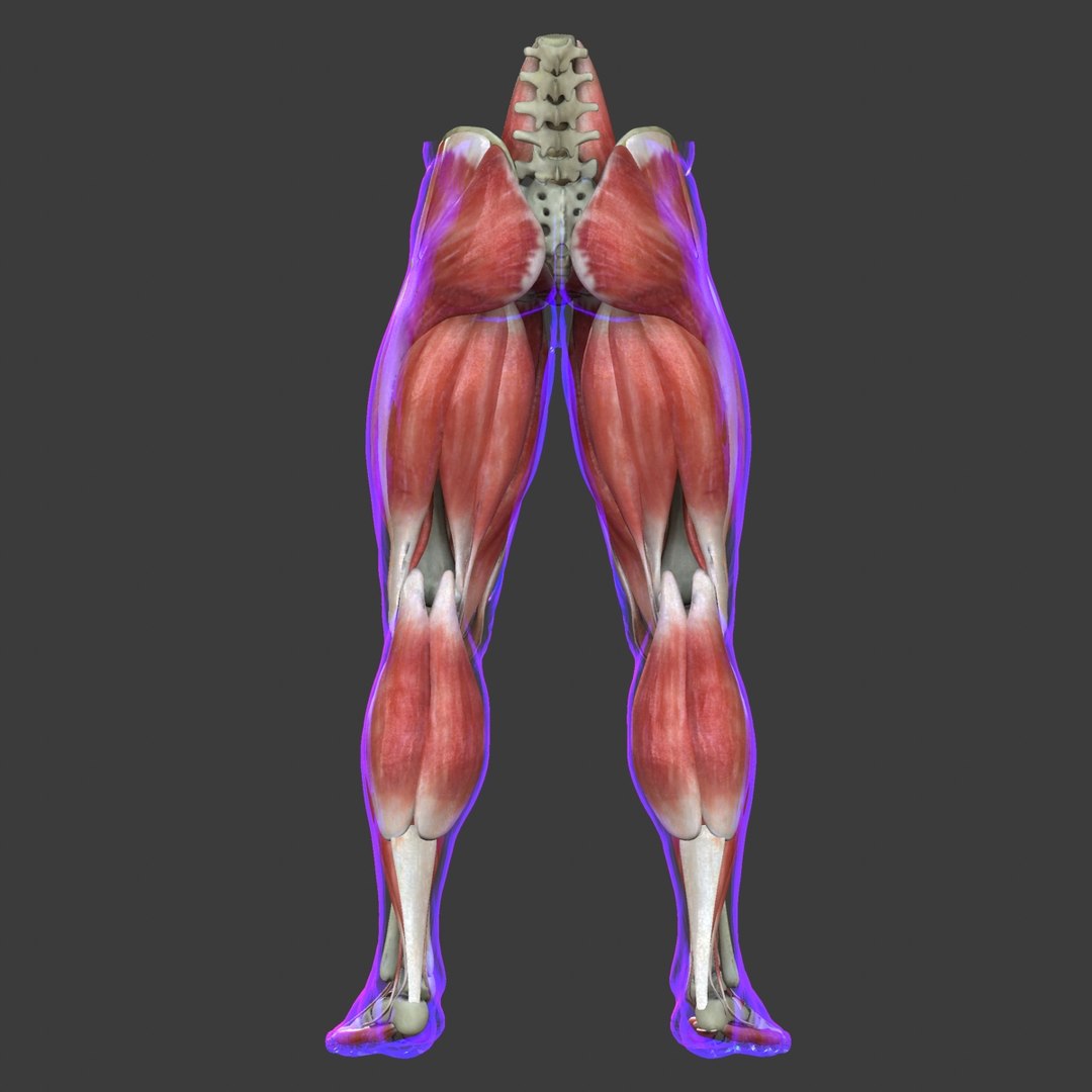 maya muscle leg medical edition