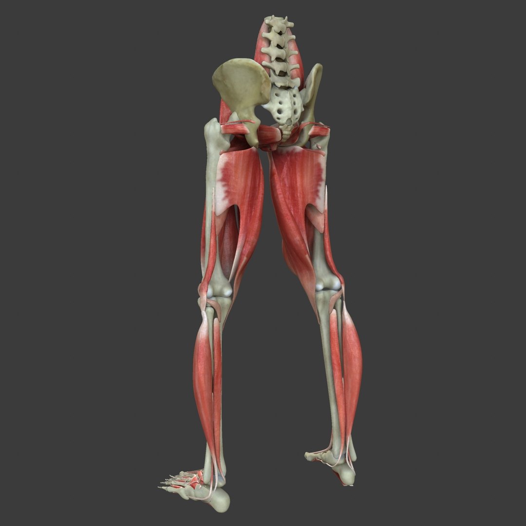 maya muscle leg medical edition