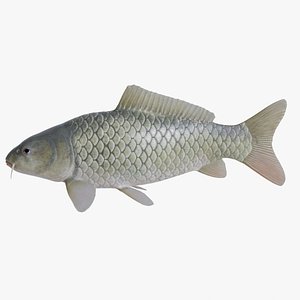 Common Carp