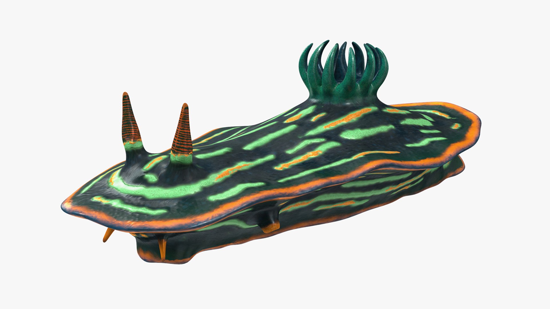 Dusky Nudibranch Rigged for Cinema 4D 3D model preview
