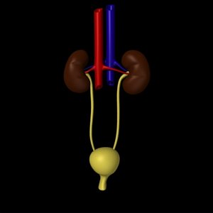 kidney organs urine 3d lwo