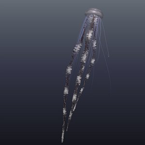 Jellyfish
