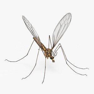3D Crane Fly Gallinipper Mosquito Rigged