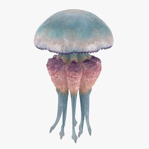 jellyfish 03 3d max