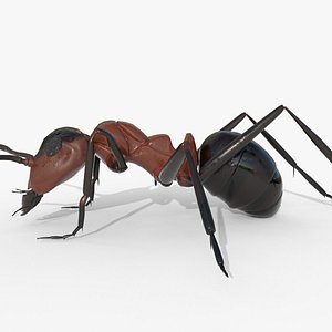 Photorealistic Red Wood Ant Formica rufa with 8K PBR Textures 3D