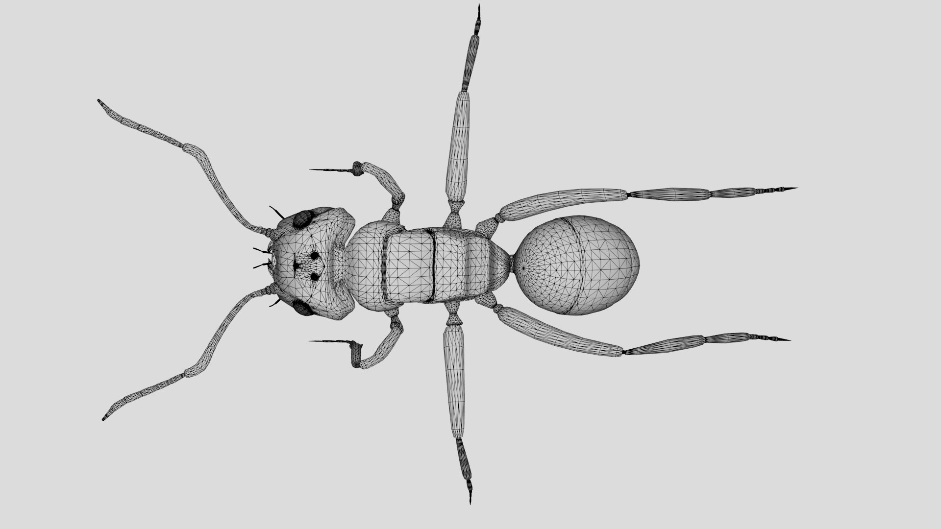 Photorealistic Red Wood Ant Formica Rufa With 8K PBR Textures 3D ...
