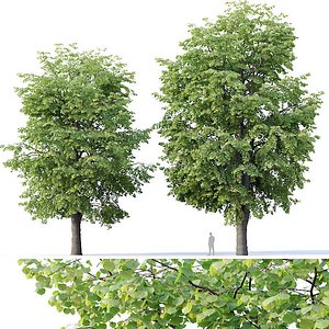 tilia trees 3D model