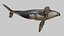 3D Realistic Humpback Whale Low poly 3D model model