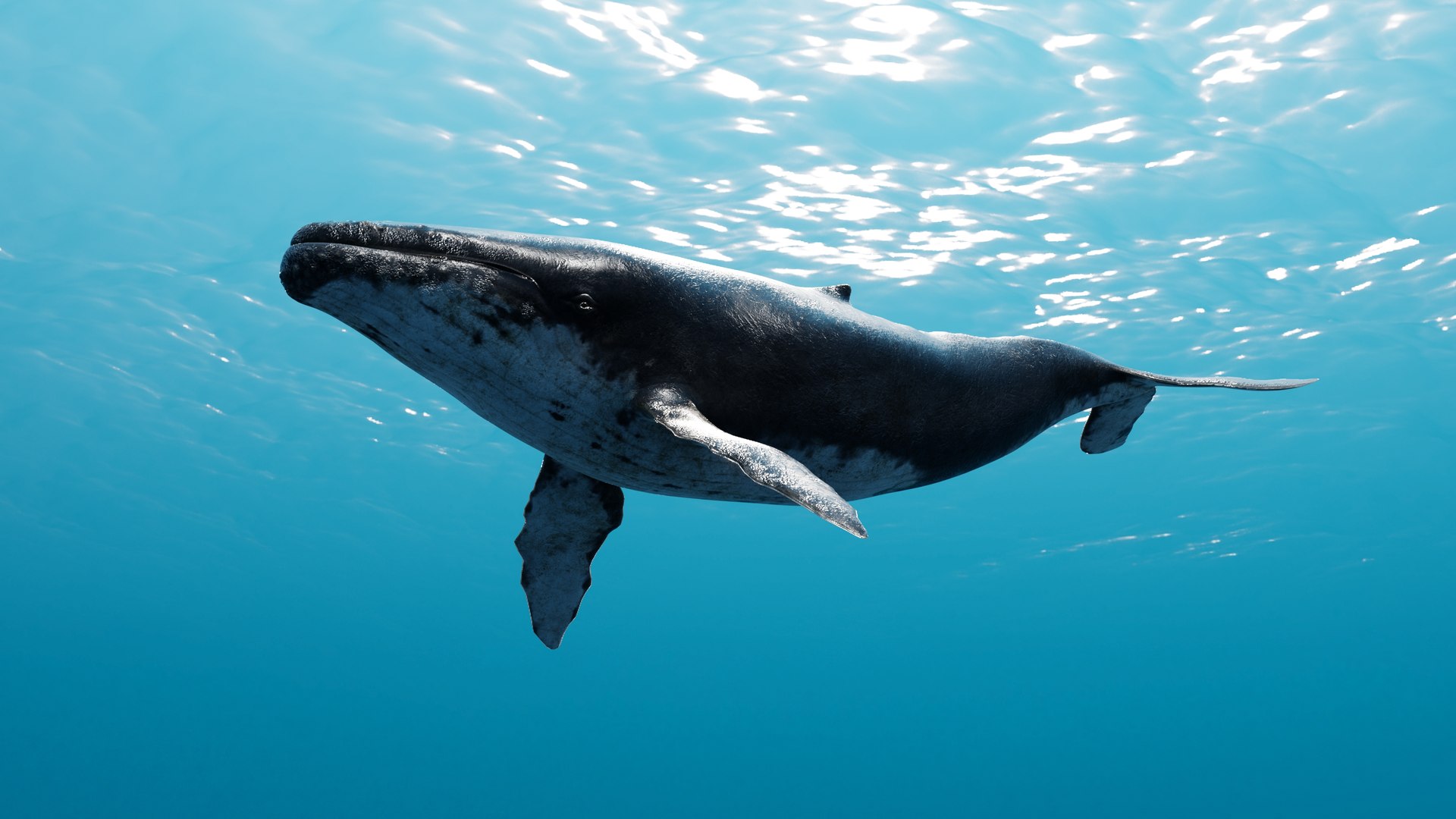 3D Realistic Humpback Whale Low poly 3D model model https://p.turbosquid.com/ts-thumb/j6/7caemr/LT/underwater02/jpg/1732984832/1920x1080/fit_q87/9a743d839f3d823c7b0bf3b9e66b0dd0959c0586/underwater02.jpg