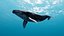 3D Realistic Humpback Whale Low poly 3D model model