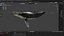 3D Realistic Humpback Whale Low poly 3D model model