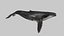 3D Realistic Humpback Whale Low poly 3D model model