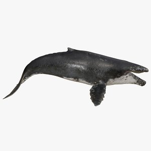 Realistic Humpback Whale Low poly 3D model
