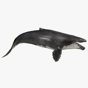 Realistic Humpback Whale Low poly 3D model