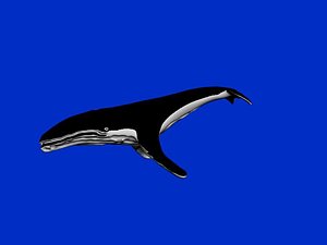 Humpback whale