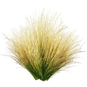 3D Collection plant vol 641 - grass - pampas