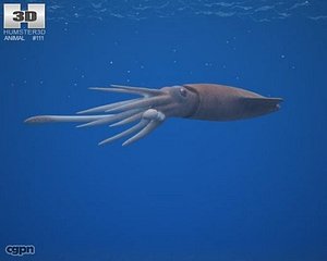 3d model european squid loligo