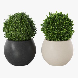 Plants in pots 3D model