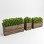 hedges wooden planters 3d model