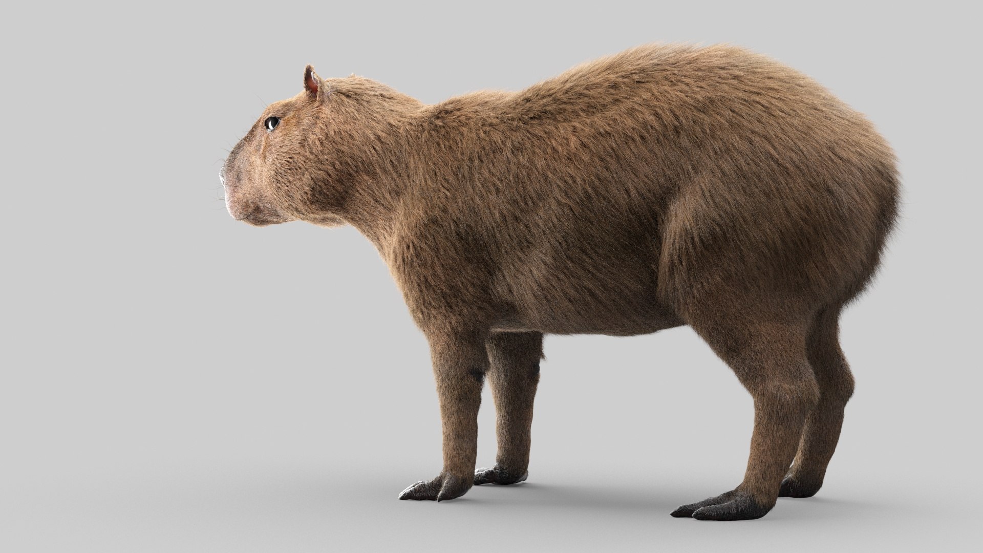 Capivara Minecraft Modelo 3D - TurboSquid 2076228