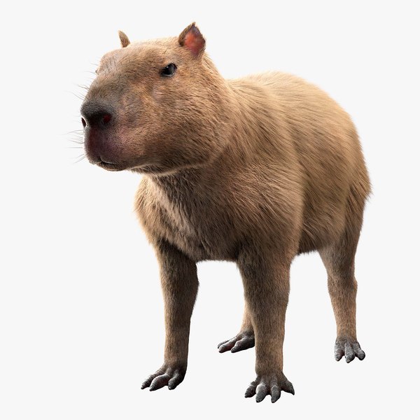 Capybara 3D - TurboSquid 1863351