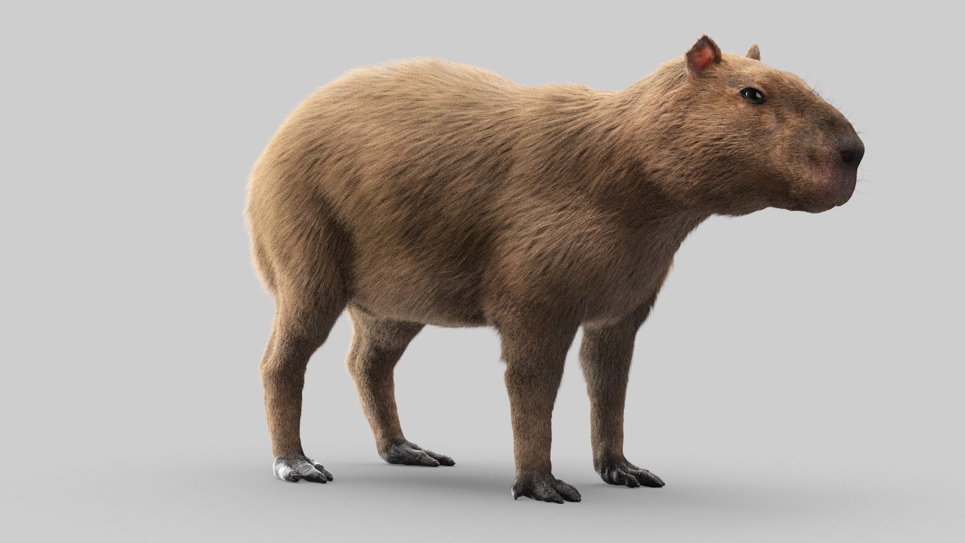 Capivara Minecraft Modelo 3D - TurboSquid 2076228