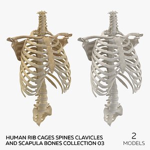 Human Rib Cages Spines Clavicles and Scapula Bones Collection 03 - 2 models