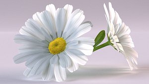 3D daisy chamomile flower nature model