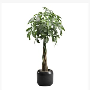 Pachira Aquatica in Dark Planter