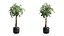 3D Pachira Aquatica in Dark Planter model