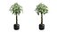 3D Pachira Aquatica in Dark Planter model