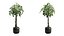3D Pachira Aquatica in Dark Planter model