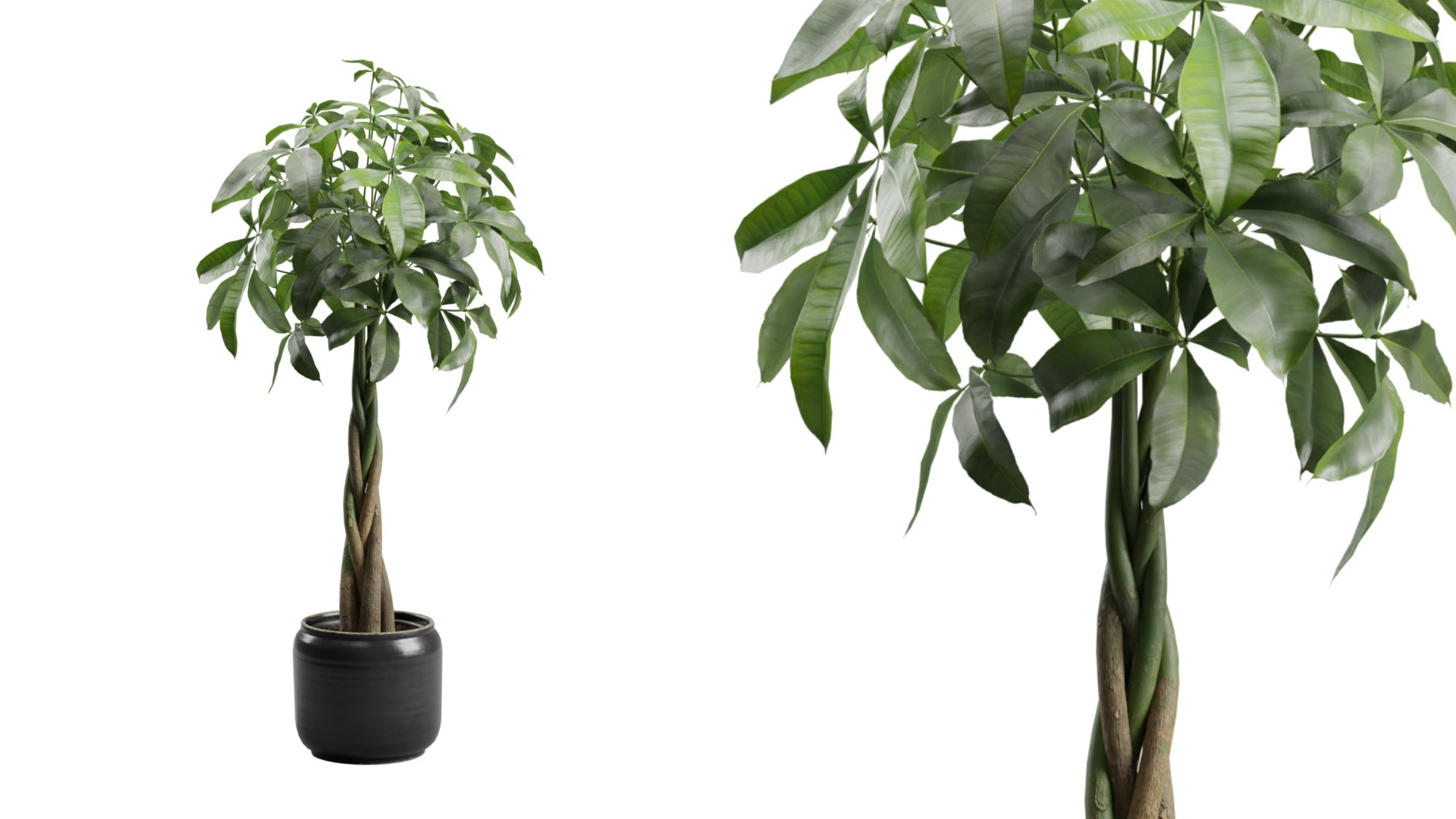 3D Pachira Aquatica in Dark Planter model https://p.turbosquid.com/ts-thumb/j6/qQsAf3/iA/previewts01_0000/jpg/1721877517/1920x1080/fit_q87/8510923d3f4e902203cfe7a8321e70364c4ba966/previewts01_0000.jpg