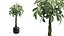 3D Pachira Aquatica in Dark Planter model