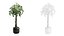 3D Pachira Aquatica in Dark Planter model