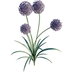 3D Allium Globemaster 3D Model Download - Highly Detailed - Blender Sketchup Excel   More GlbGlt form