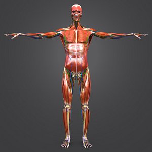 body natural muscles lymphnodes model