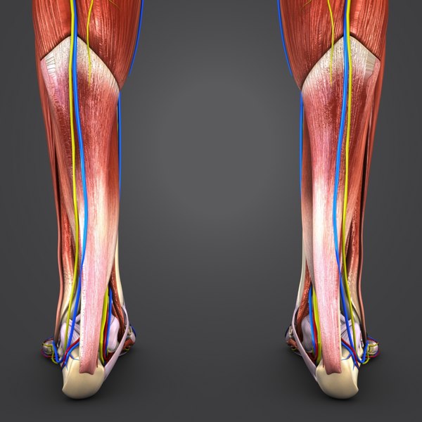 Body natural muscles lymphnodes model - TurboSquid 1288112