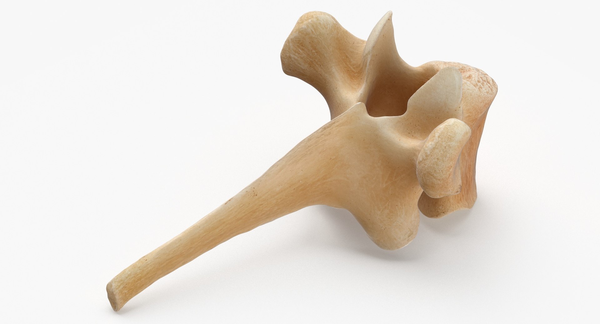 Kangaroo Red Necked Wallaby Thoracic Vertebrae TH3 3D model https://p.turbosquid.com/ts-thumb/j6/zWhq82/3c/kangaroo_red_necked_wallaby_thoracic_vertebrae_th3_thumbnail_0004/jpg/1694157264/1920x1080/fit_q87/ee139adf884955d948a9121c43a181140a42fc8c/kangaroo_red_necked_wallaby_thoracic_vertebrae_th3_thumbnail_0004.jpg
