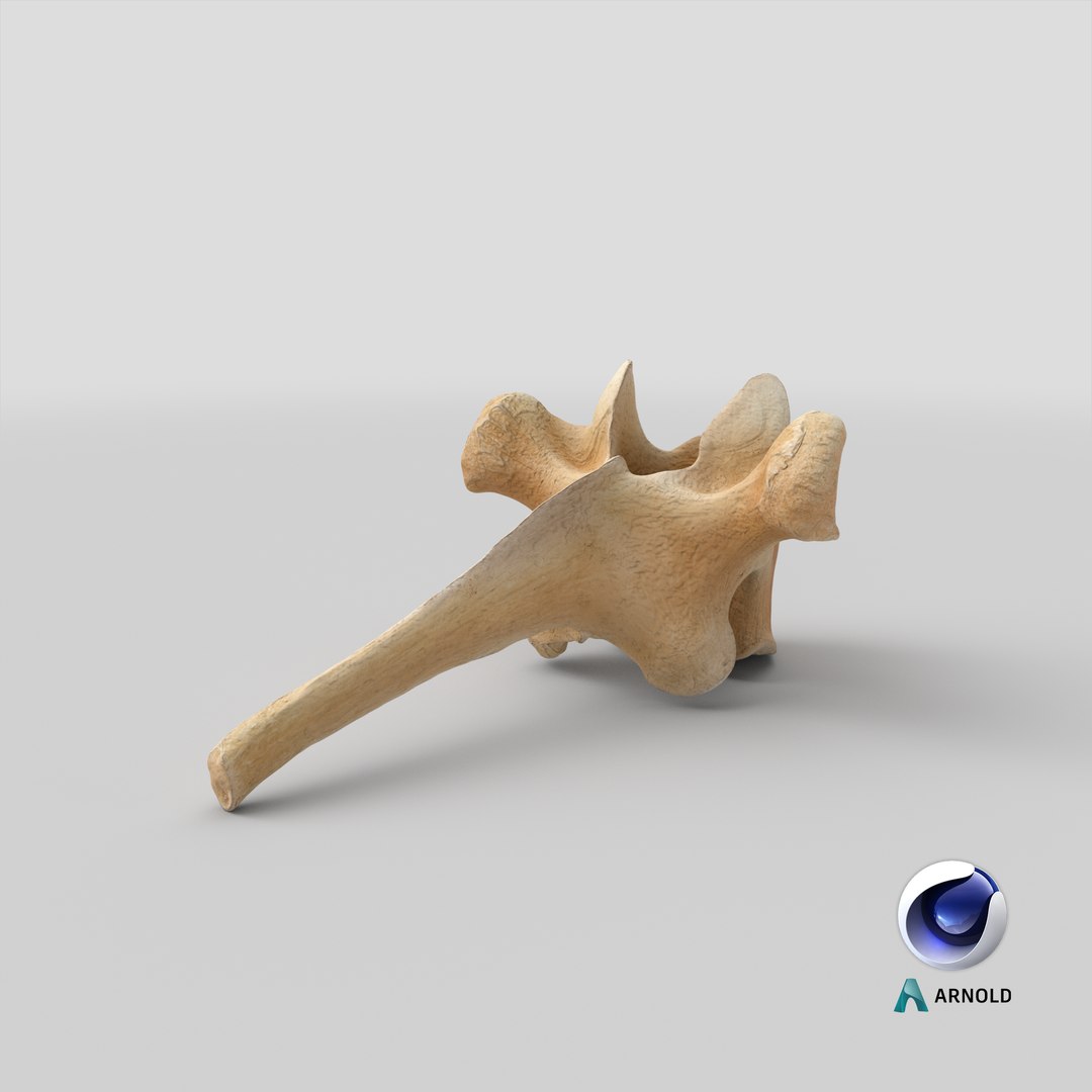 Kangaroo Red Necked Wallaby Thoracic Vertebrae TH3 3D model https://p.turbosquid.com/ts-thumb/j6/zWhq82/78/stemcell_cinema_4d_arnold_render/png/1694413413/1920x1080/fit_q87/9a47fc9c939c93762d37efdc1e7cec4e2347518f/stemcell_cinema_4d_arnold_render.jpg