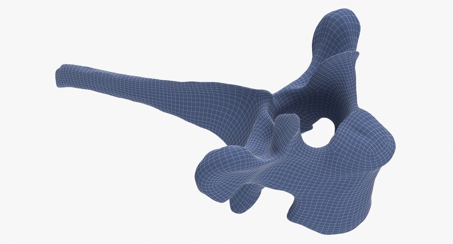 Kangaroo Red Necked Wallaby Thoracic Vertebrae TH3 3D model https://p.turbosquid.com/ts-thumb/j6/zWhq82/FK/kangaroo_red_necked_wallaby_thoracic_vertebrae_th3_wireframe_0008/jpg/1694157306/1920x1080/fit_q87/54110f03e545c0a70acba18b684770e37091e7e1/kangaroo_red_necked_wallaby_thoracic_vertebrae_th3_wireframe_0008.jpg