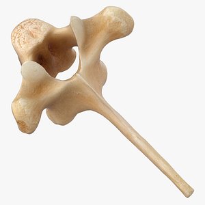 Kangaroo Red Necked Wallaby Thoracic Vertebrae TH3 3D model