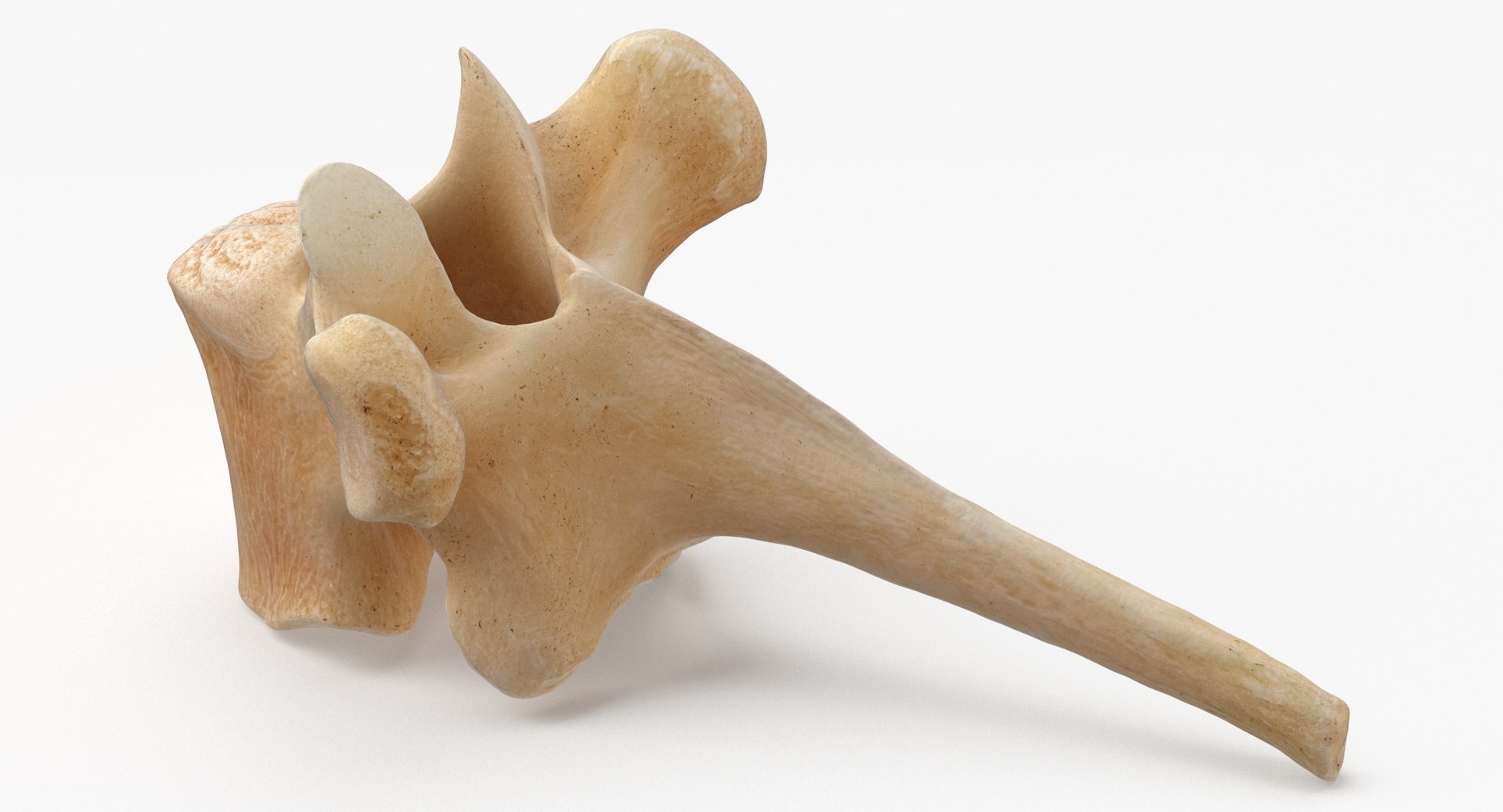 Kangaroo Red Necked Wallaby Thoracic Vertebrae TH3 3D model https://p.turbosquid.com/ts-thumb/j6/zWhq82/Yx/kangaroo_red_necked_wallaby_thoracic_vertebrae_th3_thumbnail_0003/jpg/1694157261/1920x1080/fit_q87/62ee5c3680f5fccc9553f7640b1340f00594e703/kangaroo_red_necked_wallaby_thoracic_vertebrae_th3_thumbnail_0003.jpg