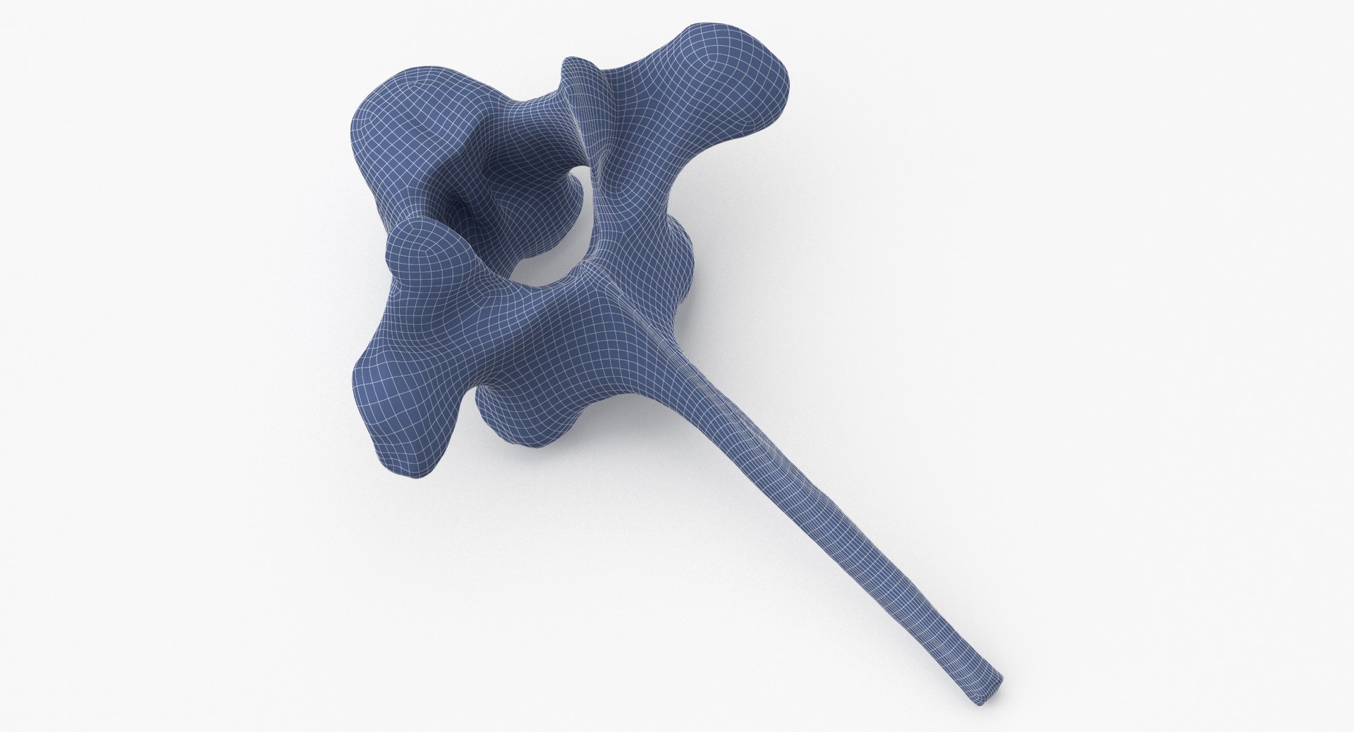 Kangaroo Red Necked Wallaby Thoracic Vertebrae TH3 3D model https://p.turbosquid.com/ts-thumb/j6/zWhq82/mP/kangaroo_red_necked_wallaby_thoracic_vertebrae_th3_wireframe_0002/jpg/1694157282/1920x1080/fit_q87/8483c02049add9b8327485526ff458961c8e4db7/kangaroo_red_necked_wallaby_thoracic_vertebrae_th3_wireframe_0002.jpg