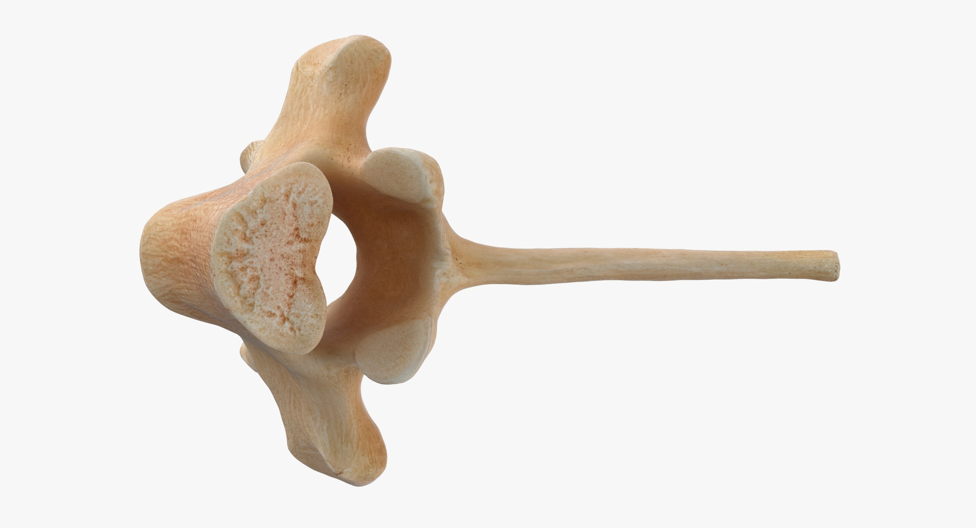 Kangaroo Red Necked Wallaby Thoracic Vertebrae TH3 3D model https://p.turbosquid.com/ts-thumb/j6/zWhq82/wj/z0000/jpg/1694157145/1920x1080/turn_fit_q99/4fc4495995a8925bf21d4adef9c9e73105f677f8/z0000-1.jpg
