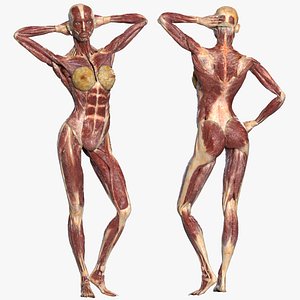 Female Muscular Anatomy (Rigged)
