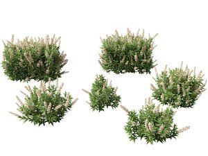 3D model Prunus laurocerasus Otto Luyken - Cherry laurel
